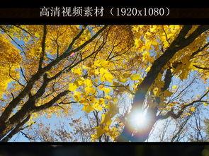 枫林叶在线视频,探寻自然之美，感受生命律动